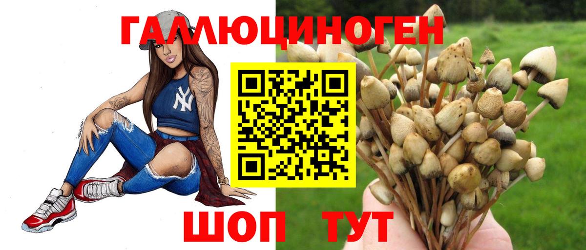 Псилоцибиновые грибы GOLDEN TEACHER Осинники