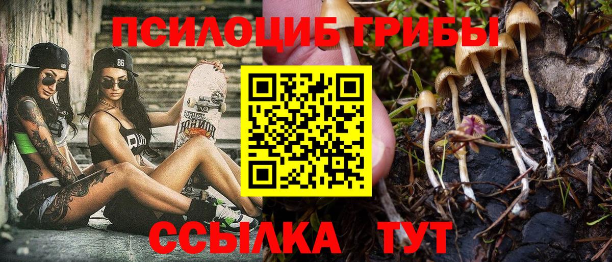 Осинники  Псилоцибиновые грибы Magic Shrooms  Галлюциногенные грибы Psilocybine cubensis  как найти   Вход с VPN 